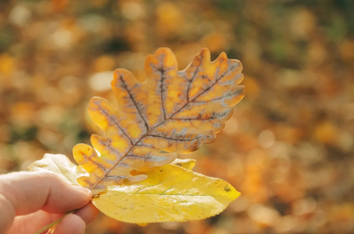 Child creating art with leaves and natural materials