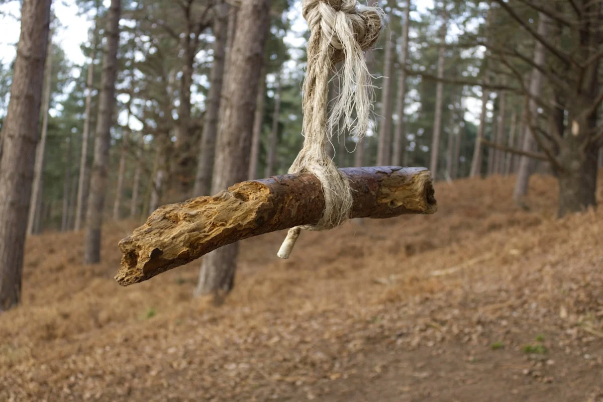 Rope swing hanging from tree branch