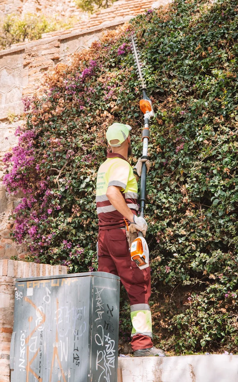Gardener trimming hedge professionally