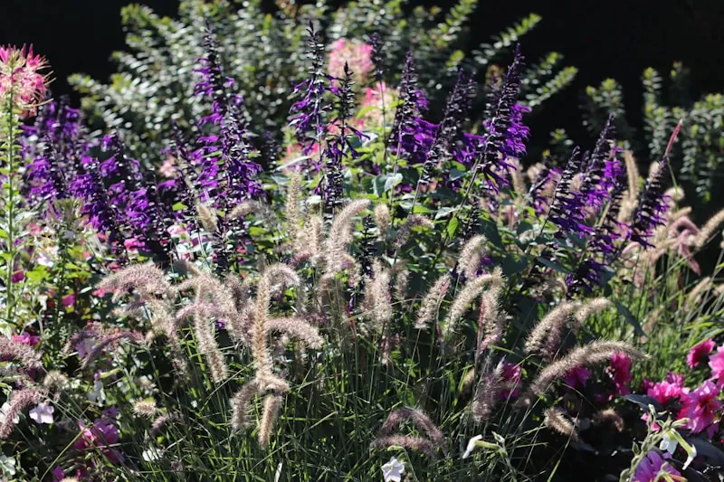 Professional garden planting