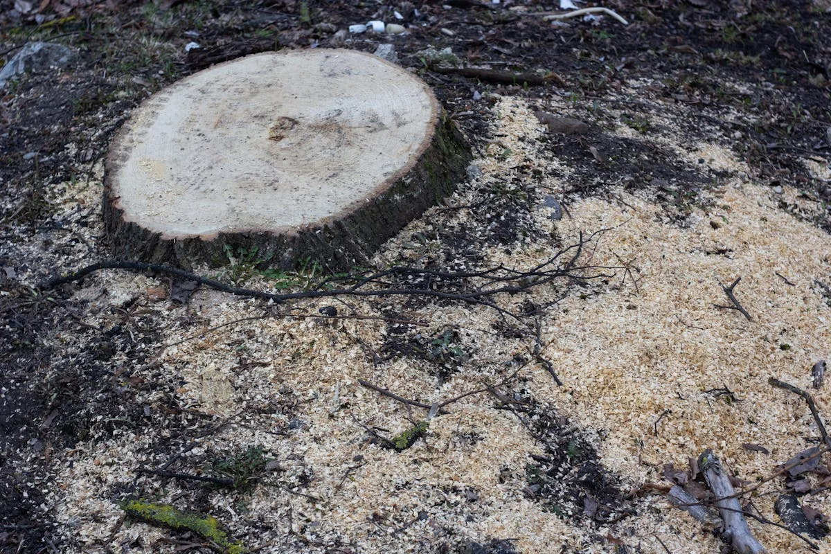 Stump grinder wheel close-up
