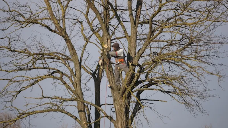 Arborist pruning large tree