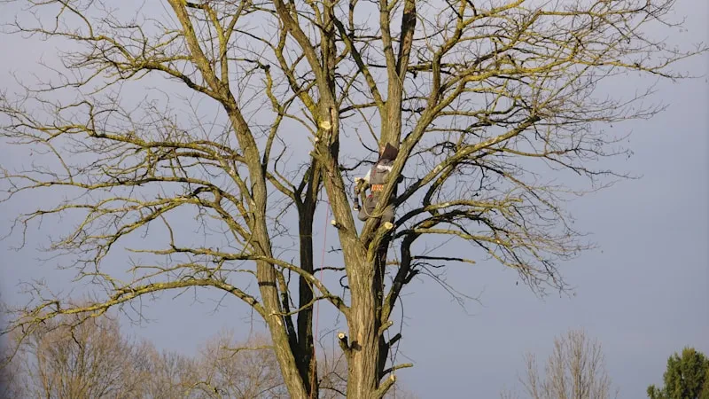 Arborist climbing tree with safety harness