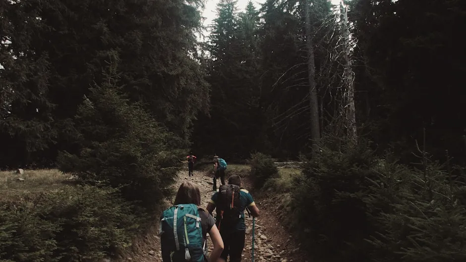 Group trekking through forest
