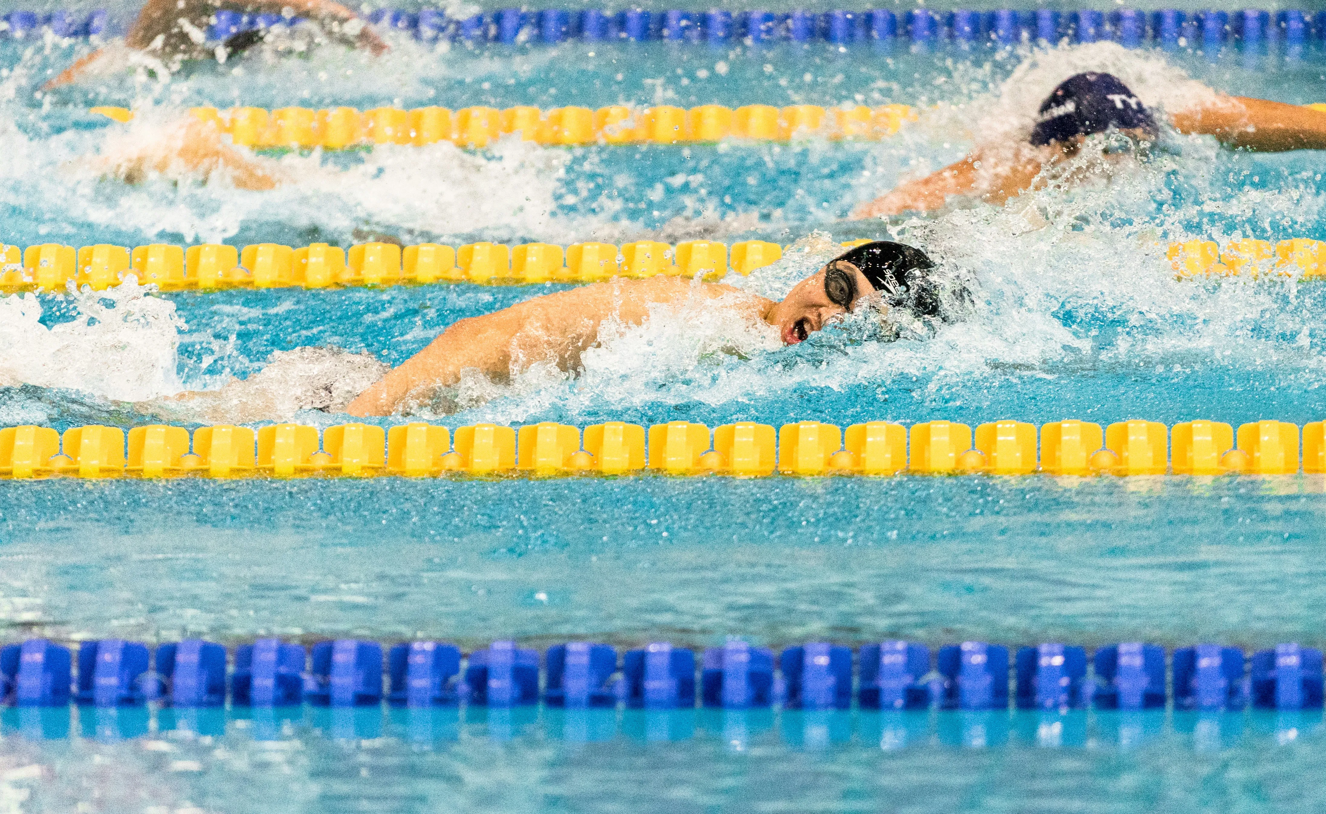 Swimmers training in pool lanes