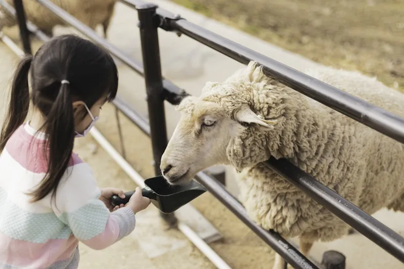 Children learning about farming with animals