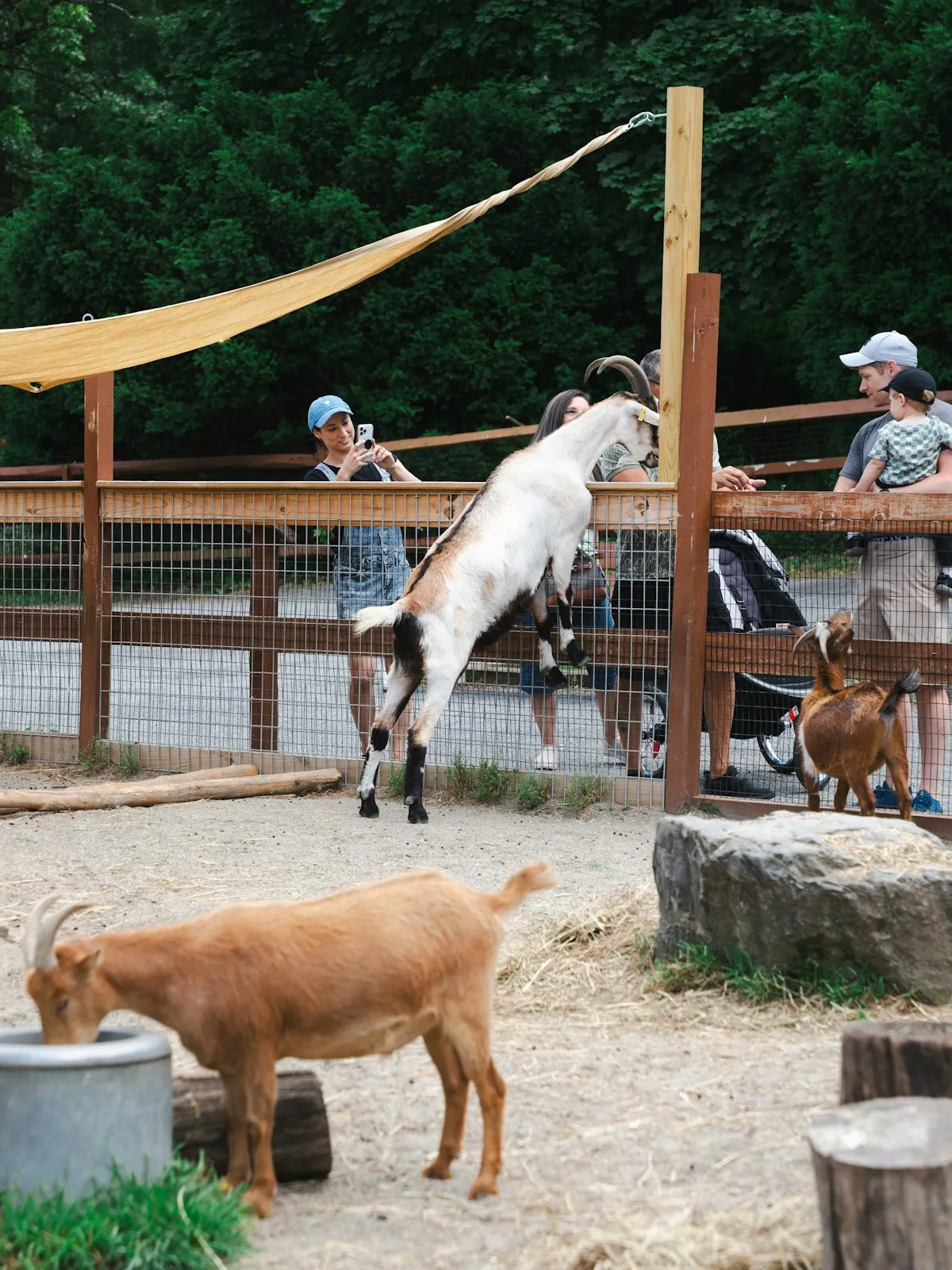 Youth group petting zoo visit