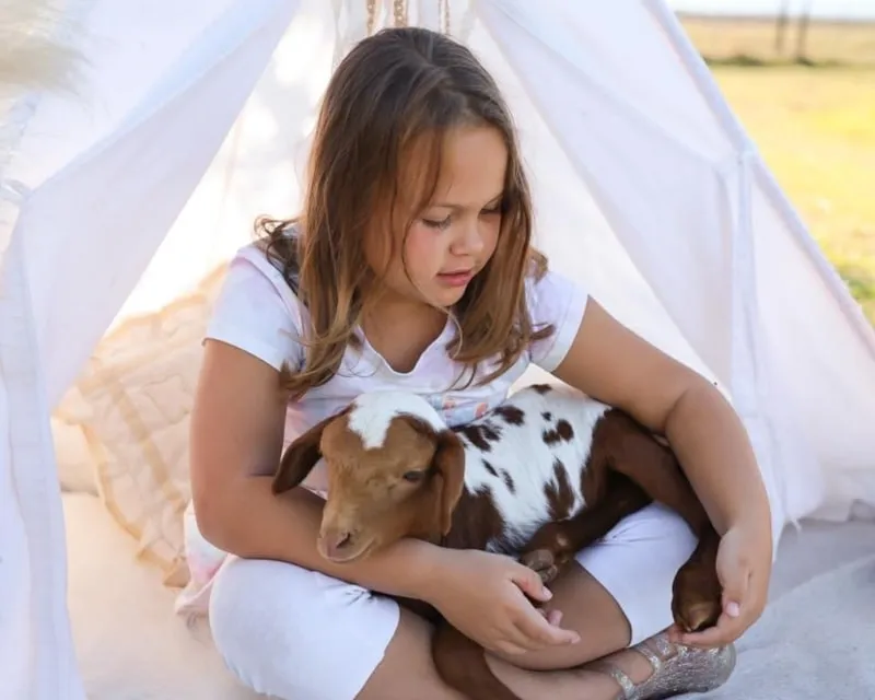 Child petting farm animal